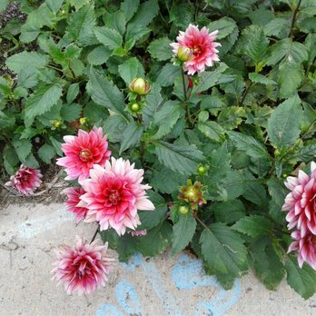 Nissequogue River State Park - More dahlias - Parks Near Me - Kings Park, New York Nissequogue River State Park - More dahlias - Parks Near Me - Kings Park, New York