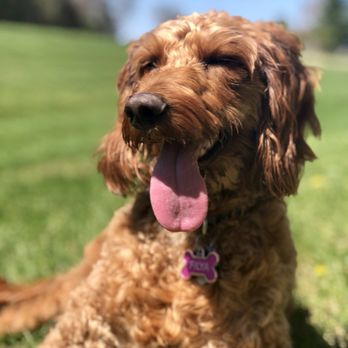 Smyth Irish Setters - So handsome:) - Pets Near Me - Oconto, Wisconsin Smyth Irish Setters - So handsome:) - Pets Near Me - Oconto, Wisconsin