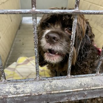 Grubby Dogs - Pet Groomers Near Me - Murrieta, California