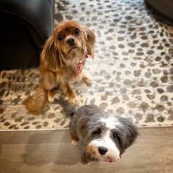 Awesome Dog Mobile Spa - Cuties with their fresh cuts