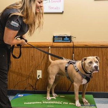 Capitol Illini Veterinary Services - untitled - Veterinarians Near Me - Springfield, Illinois Capitol Illini Veterinary Services - untitled - Veterinarians Near Me - Springfield, Illinois