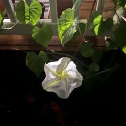 Matt Beigle Acupuncture & Wellness - Moon flower
