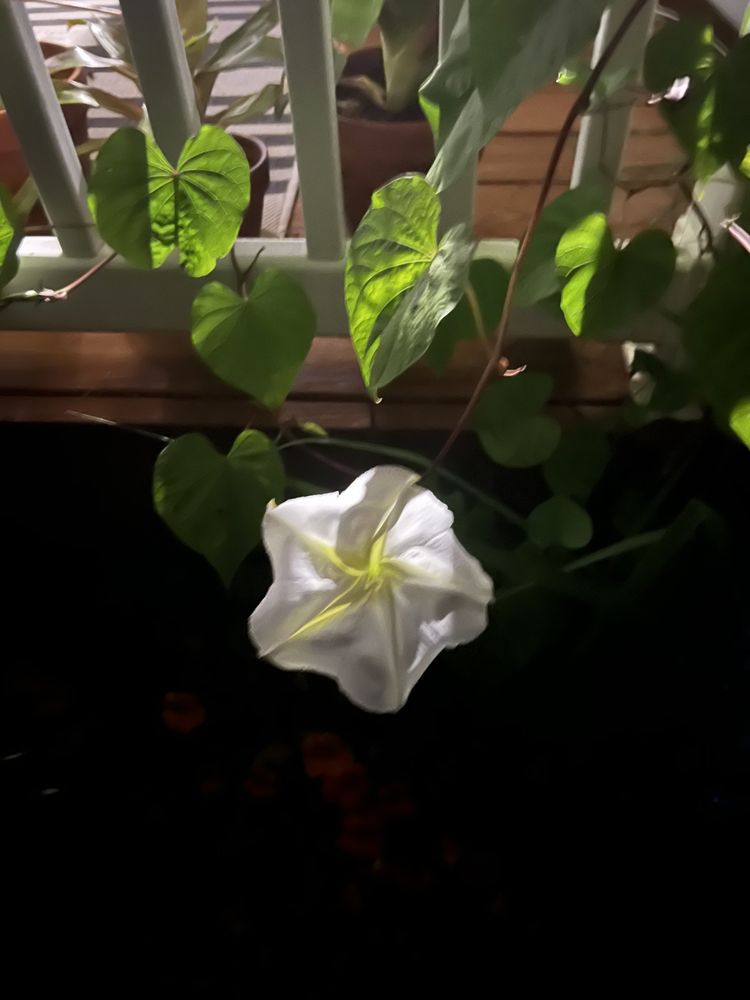 Matt Beigle Acupuncture & Wellness Logo