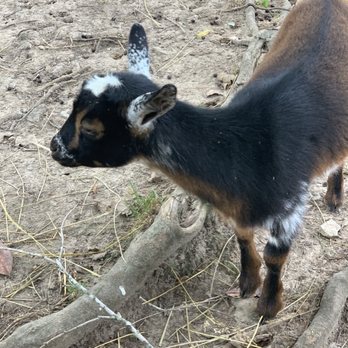 Fantastic Beiling Farm - Attraction Farms Near Me - Pulaski, Tennessee Fantastic Beiling Farm - Attraction Farms Near Me - Pulaski, Tennessee