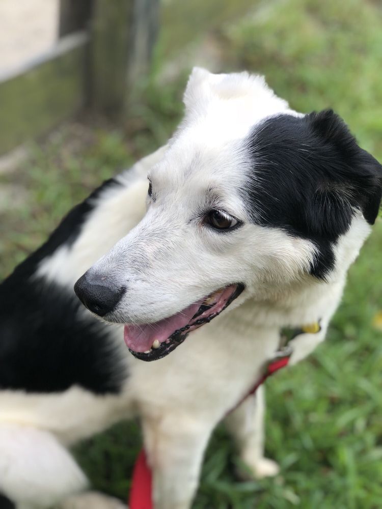 DAWSON COUNTY HUMANE SOCIETY ANIMAL SHELTER 633 Martin Rd