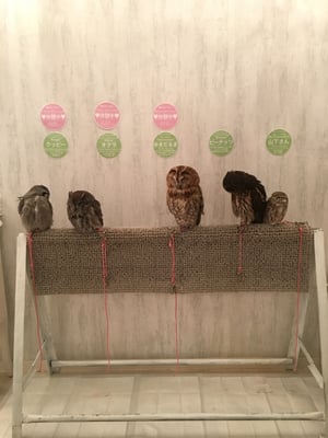 Owl Cafe Tokyo by null