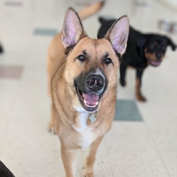 PetSound Daycare & Boarding - Pet Boarding Near Me - Cary, North Carolina PetSound Daycare & Boarding - Pet Boarding Near Me - Cary, North Carolina