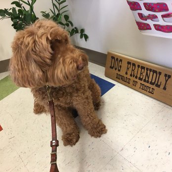 Kathy K Tomasu, DDS - A dog friendly clinic! It says so on the sign! - General Dentistry Near Me - Honolulu, Hawaii