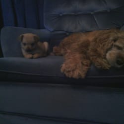 Tobacco Zone - Daisy The Cocker Spaniel, & Killer!