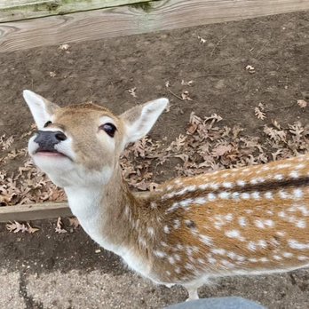 Wisconsin Deer Park - Zoos Near Me - Wisconsin Dells, Wisconsin Wisconsin Deer Park - Zoos Near Me - Wisconsin Dells, Wisconsin