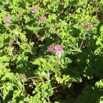 Ali'i Kula Lavender - Tours Near Me - Kula, Hawaii Ali'i Kula Lavender - Tours Near Me - Kula, Hawaii