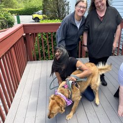 All Star Pet Resort