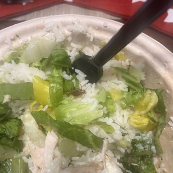 Crazy Bowls & Wraps - Salad Near Me - Saint Louis, Missouri