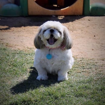 Doggie Doos and Stay Here Too - Pet Services Near Me - Longview, Texas