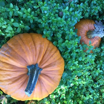 The Patch - Pumpkin Patches Near Me - Woodland, Washington The Patch - Pumpkin Patches Near Me - Woodland, Washington