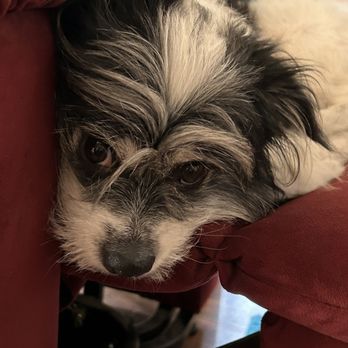 Bark If You’re Dirty - Phoenix - Chester after his spa Treatment - Pet Stores Near Me - Phoenix, Arizona Bark If You’re Dirty - Phoenix - Chester after his spa Treatment - Pet Stores Near Me - Phoenix, Arizona