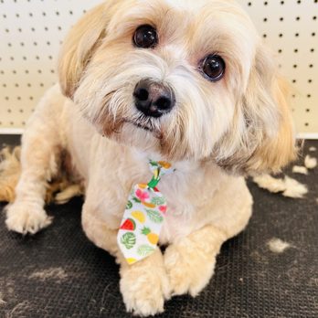 Oasis Paw Spa - Haircut for Trevor! - Pet Groomers Near Me - Fallon, Nevada Oasis Paw Spa - Haircut for Trevor! - Pet Groomers Near Me - Fallon, Nevada
