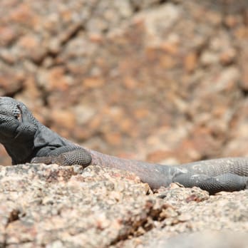 Camelback Mountain - People are not the only animals along the trail - Parks Near Me - Phoenix, Arizona