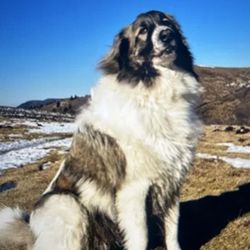 The Loyal Hound Off-Leash and Aggressive Dog Training