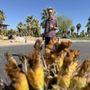 Photo of The Springs At Borrego Rv Resort and Golf Course