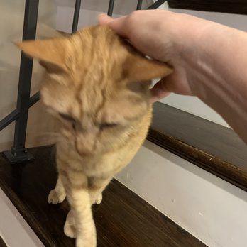 Capital Cat Sitters - That's the spot, yeah, right there. - Pet Sitting Near Me - Washington, DC, District of Columbia