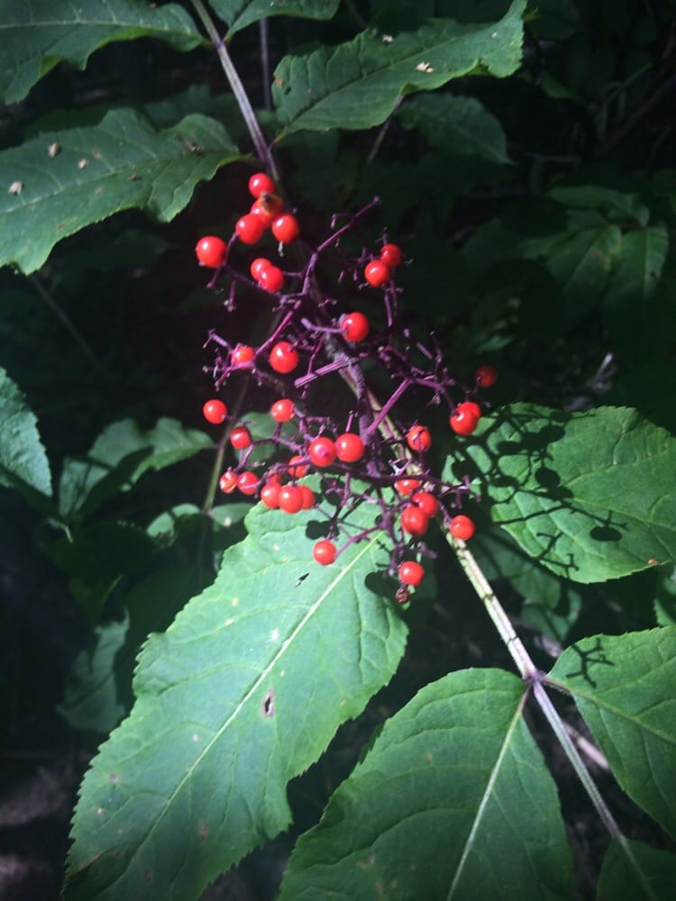 TRYCK NURSERY Updated September 2024 Rabbit Creek Rd, Anchorage