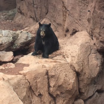 Bearizona - Bear! - Zoos Near Me - Williams, Arizona