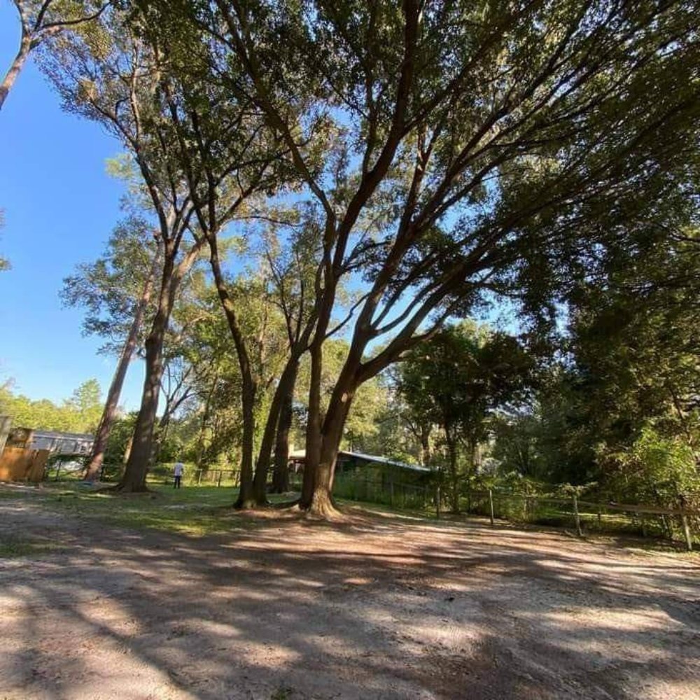 Jenkins Tree Service - tree service in Jacksonville, FL