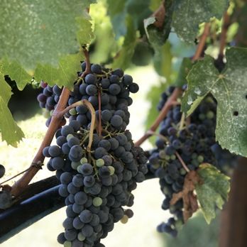 Tenuta Torciano - Wineries Near Me - San Gimignano, SI