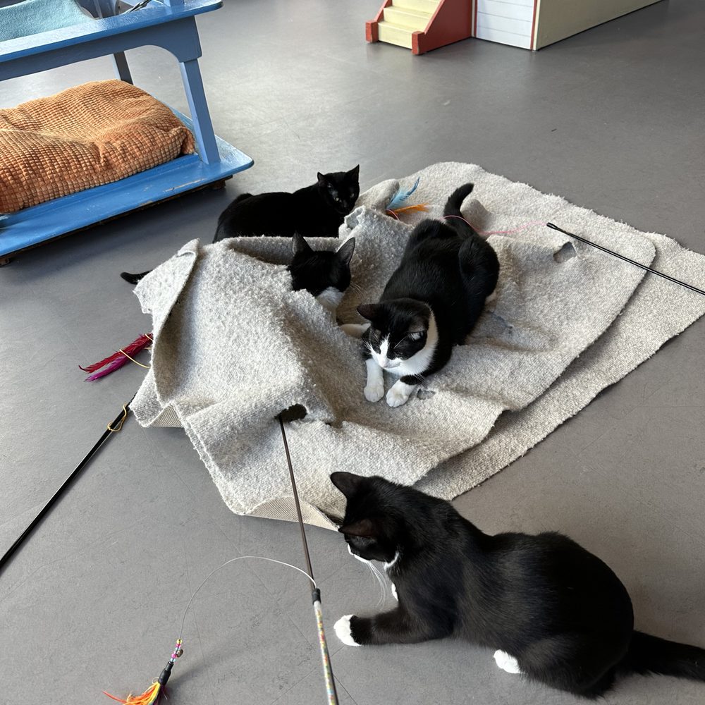 Cat Town - Animal Shelters Near Me - Oakland, California Cat Town - Animal Shelters Near Me - Oakland, California