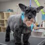 Photo of Fuzzy Bones Dog Grooming