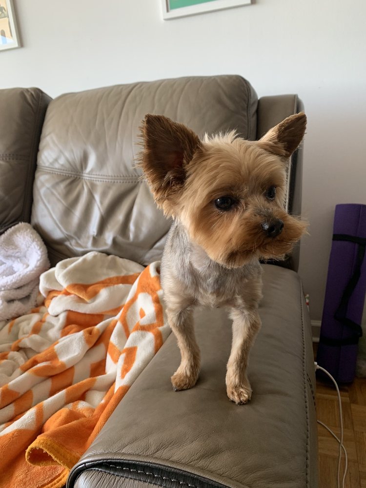 THE PET SET MIDTOWN TEMP. CLOSED Updated September 2024 180