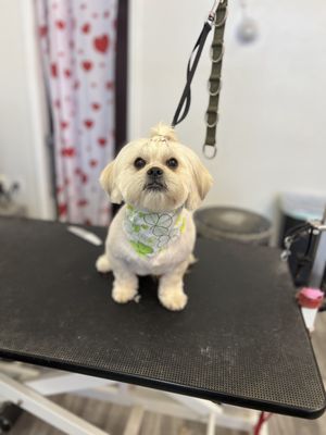 Sara’s Devine Doggies Grooming Salon