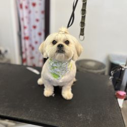 Sara’s Devine Doggies Grooming Salon