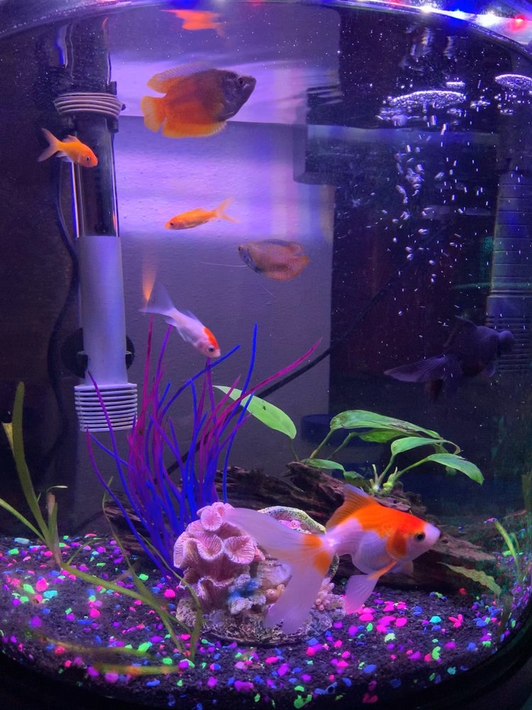 PAM’S PETS & FISH Updated August 2024 10 Photos & 30 Reviews 3366