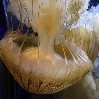 Birch Aquarium - Jellyfish! - Aquariums Near Me - La Jolla, California