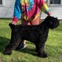 Photo of Sean's Dog Spa