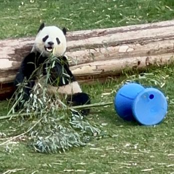 Smithsonian National Zoological Park - Giant Pandas at Smithsonian National Zoo! - Zoos Near Me - Washington, DC, District of Columbia Smithsonian National Zoological Park - Giant Pandas at Smithsonian National Zoo! - Zoos Near Me - Washington, DC, District of Columbia