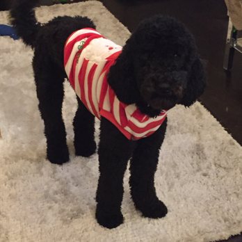 Hollywood Feed - Markus enjoying his Christmas sweater and fresh cut! - Pet Groomers Near Me - Dallas, Texas Hollywood Feed - Markus enjoying his Christmas sweater and fresh cut! - Pet Groomers Near Me - Dallas, Texas
