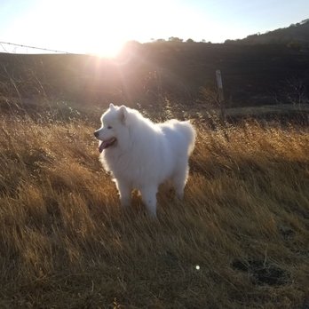 Lime Ridge Open Space - Concord - Nice little hike with Rex. Trails looking good - Hiking Near Me - Concord, California