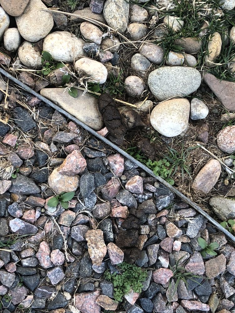 DOGWOOD POOP SCOOP SERVICE 1250 Elmwood Ct, Broomfield, Colorado