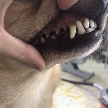 Smiling Canines - Before photo - Pet Services Near Me - Ventura , California Smiling Canines - Before photo - Pet Services Near Me - Ventura , California