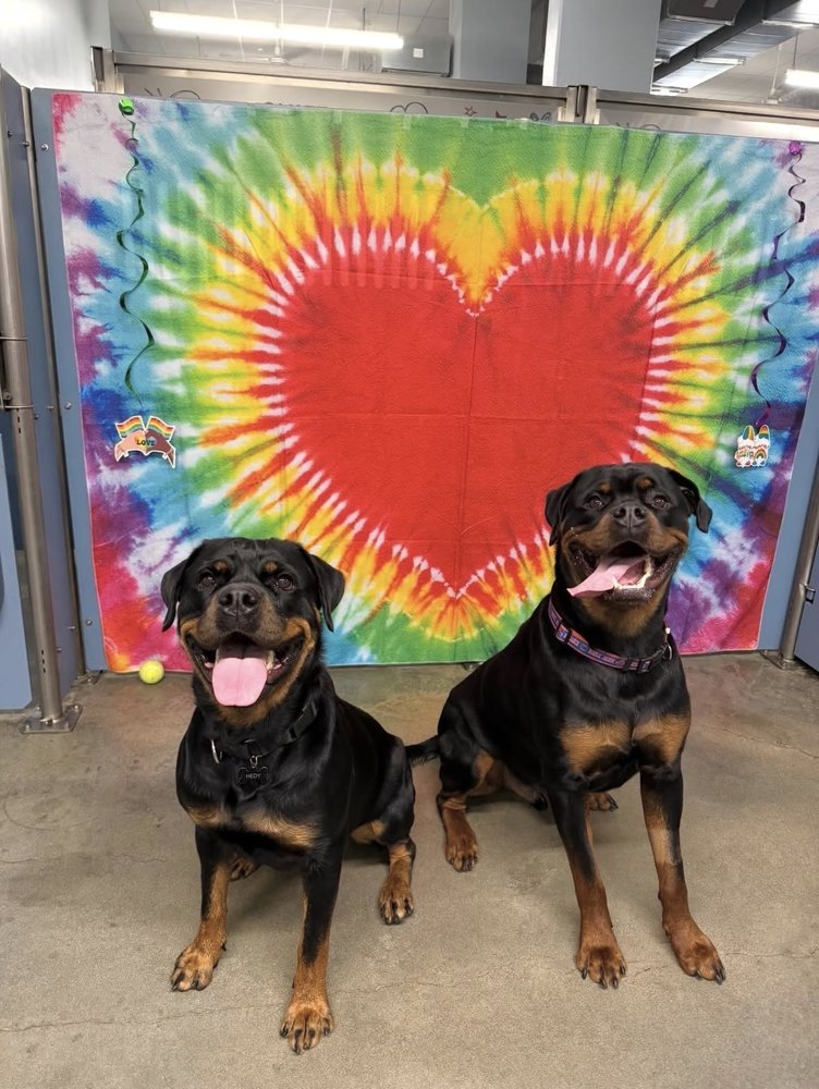 Camp Bow Wow - pet boarding facility in Hoboken, NJ