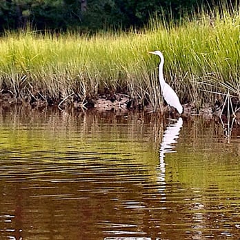 Bennetts Creek Park - Egret - Parks Near Me - Suffolk, Virginia Bennetts Creek Park - Egret - Parks Near Me - Suffolk, Virginia