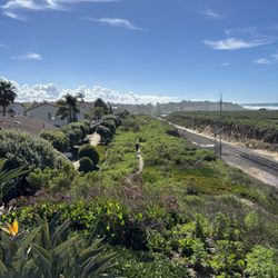 Batiquitos North Bluff Trail - Almost super bloom time! Beautiful run today.