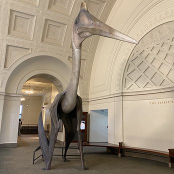 Field Museum - Museums Near Me - Chicago, Illinois