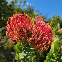 Africa Rocks - Flowers