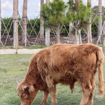 Harris Establishment Farms - Cow - Attraction Farms Near Me - Palm Bay, Florida