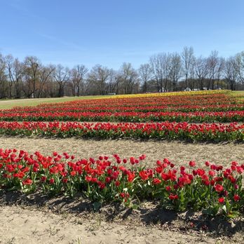 Dalton Farms - Tulips - Attraction Farms Near Me - Logan Township, New Jersey Dalton Farms - Tulips - Attraction Farms Near Me - Logan Township, New Jersey
