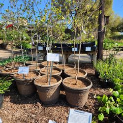 Intermountain Nursery